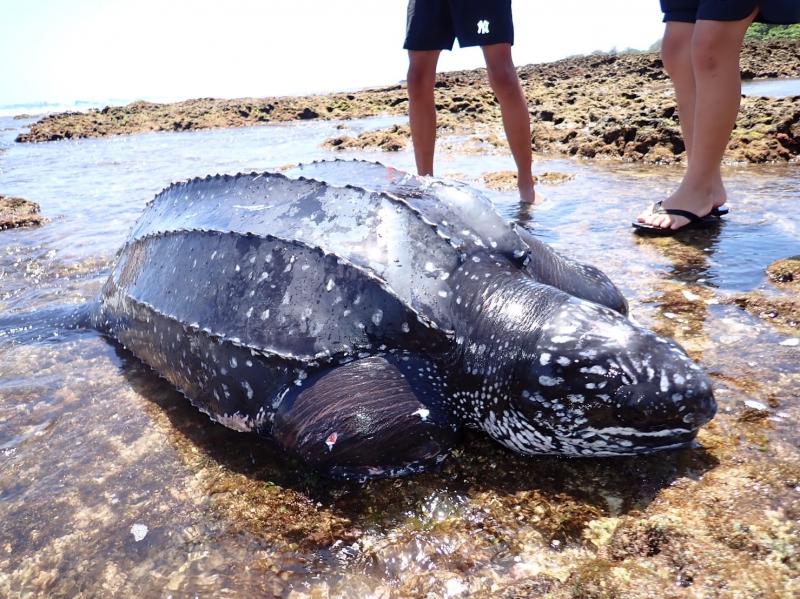 Rescuers hoping to revive rare leatherback turtle - Taipei Times