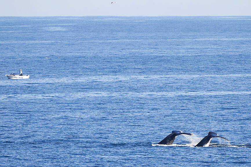 Researchers unveil video of nursing humpback