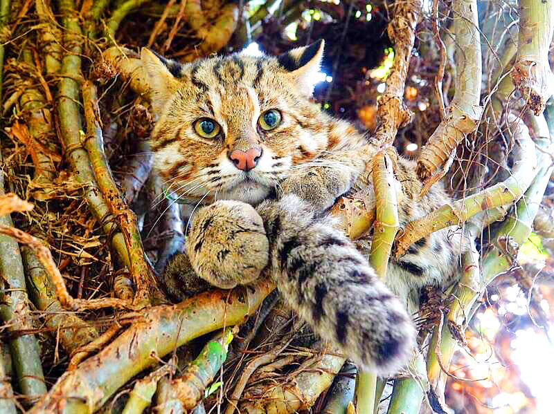 Taiwan leopard cat outlet