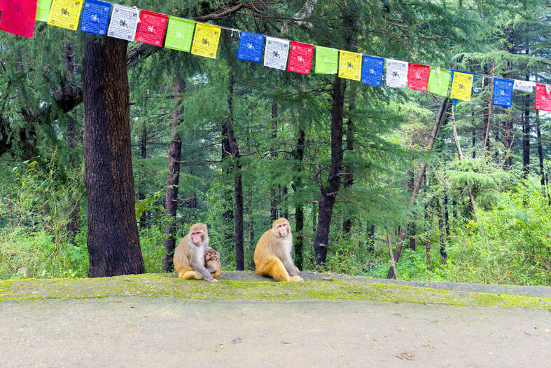 G20 summit's plan to scare off monkeys by mimicking their 'natural