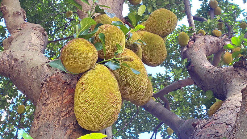 Jacked jackfruit