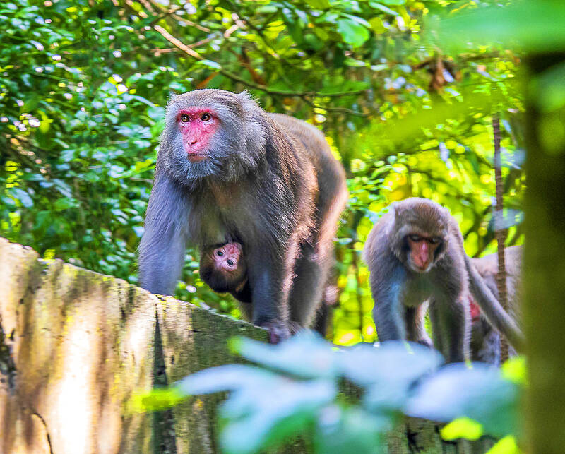 Authorities urge people to keep pets out of Shoushan