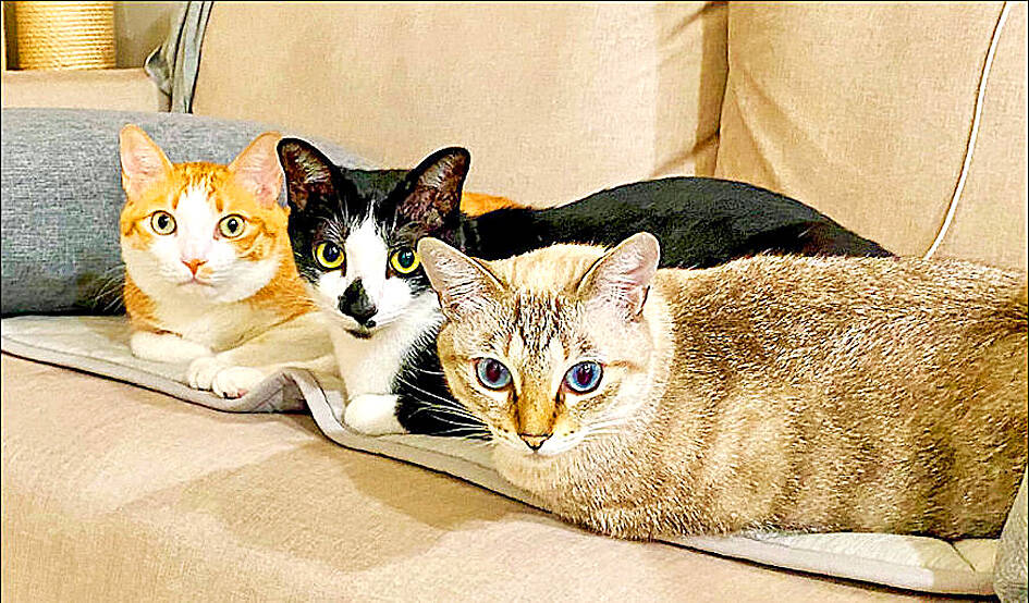 Doctor discusses often overlooked pet-related allergens