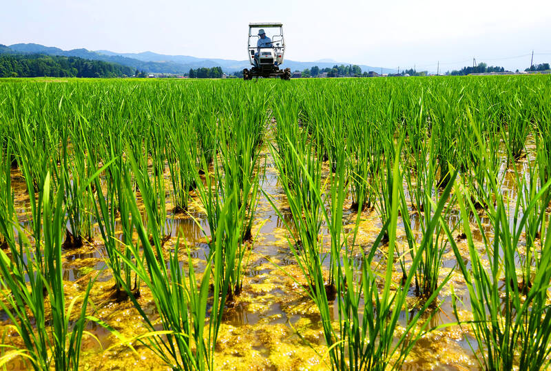 Japan anxious for farmers to produce more rice