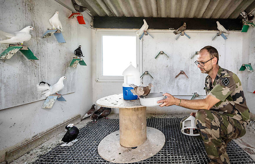 France’s military pigeons a reminder of a brave past
