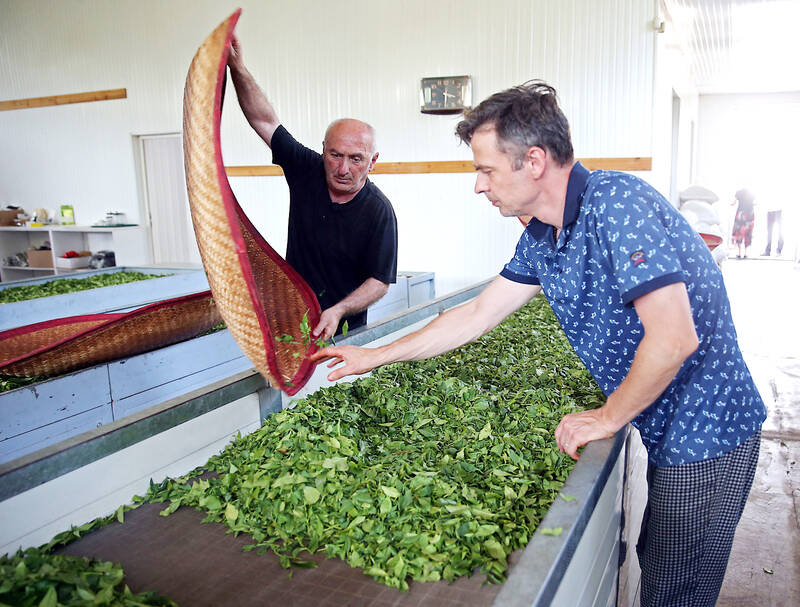 Georgia’s tea growers revive an old industry