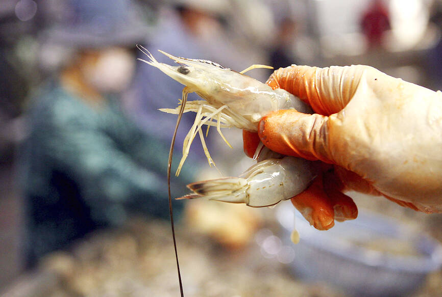 FDA approves shrimp imports from ally Belize