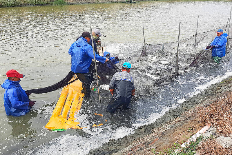 Environmental Impact Assessment: Conscious consumption: How seafood lovers can eat sustainably